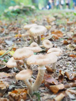 Vagevuurbos an Lippensgoed-Bulskampveld (Belgium)